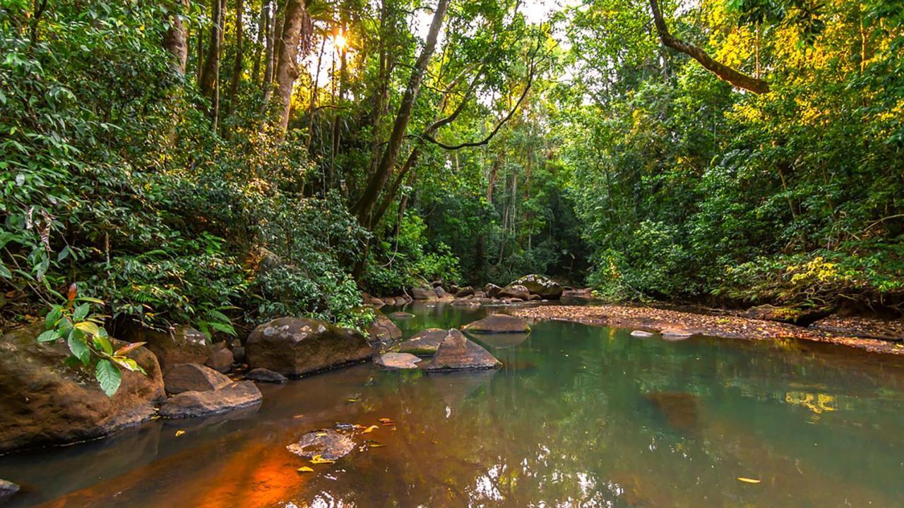 The Canopy Rainforest Treehouses & Wildlife Sanctuary Tarzali Exteriér fotografie