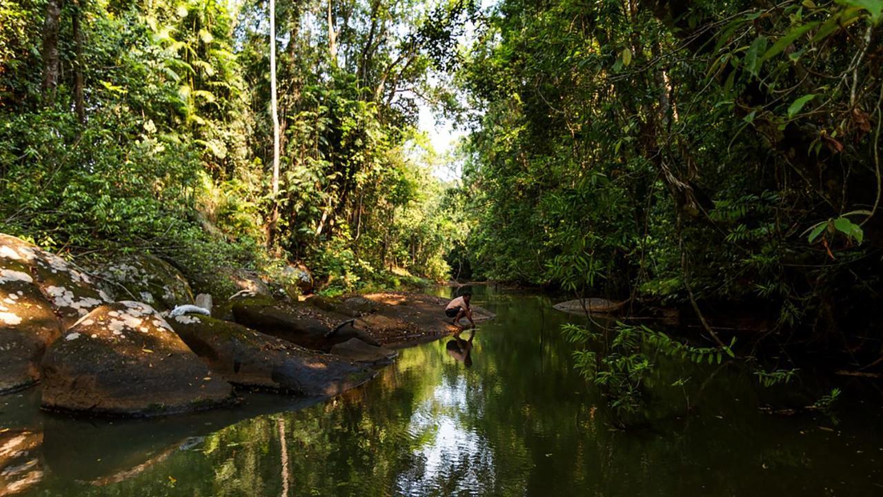 The Canopy Rainforest Treehouses & Wildlife Sanctuary Tarzali Exteriér fotografie